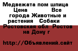 Медвежата пом шпица › Цена ­ 40 000 - Все города Животные и растения » Собаки   . Ростовская обл.,Ростов-на-Дону г.